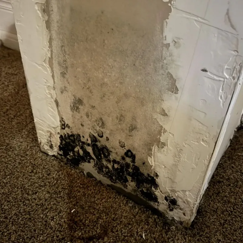 Professional Mold Removal in Southern Pines, NC